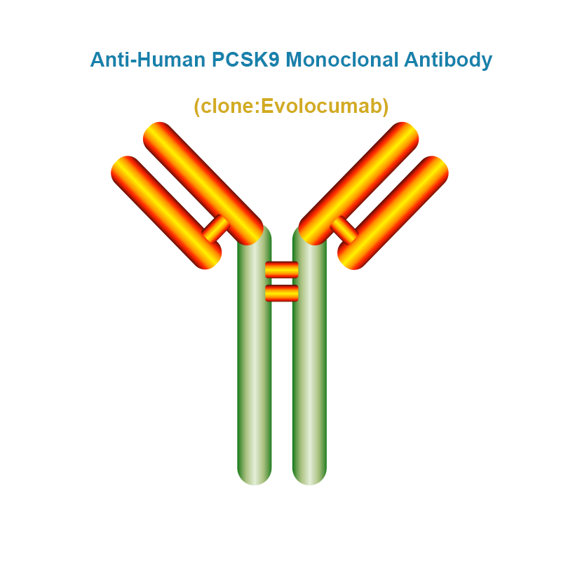 Anti-Human PCSK9 Monoclonal Antibody, Clone: Evolocumab