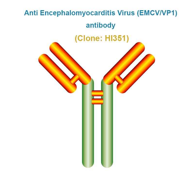 Anti Encephalomyocarditis Virus (EMCV/VP1) Antibody Humimmu