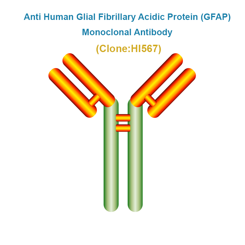 Anti Human Glial Fibrillary Acidic Protein (GFAP) Monoclonal