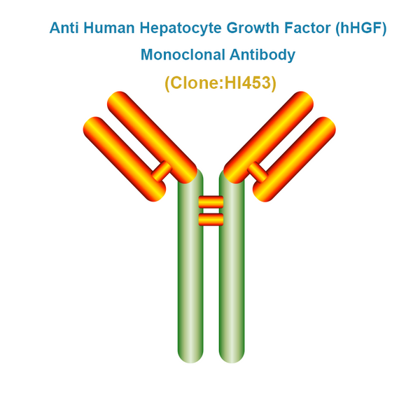 AntiHumanHepatocyteGrowthFacto