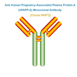 Anti Human Pregnancy-Associated Plasma Protein A (hPAPP-A) Monoclonal Antibody