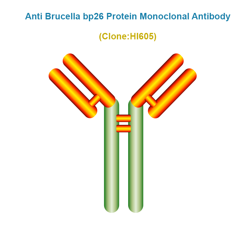 Anti Brucella bp26 Protein Monoclonal Antibody