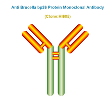 Load image into Gallery viewer, Anti Brucella bp26 Protein Monoclonal Antibody