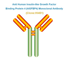Load image into Gallery viewer, Anti Human Insulin-like Growth Factor Binding Protein 4 (hIGFBP4) Monoclonal Antibody