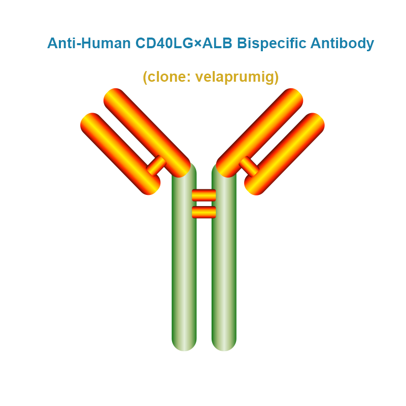 Anti-Human CD40LG×ALB Bispecific Antibody, clone: velaprumig, Ships in 3-5 Weeks