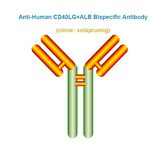 Anti-Human CD40LG×ALB Bispecific Antibody, clone: velaprumig, Ships in 3-5 Weeks