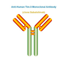 Load image into Gallery viewer, Anti-Human Tim-3 Monoclonal Antibody, Clone: Sabatolimab