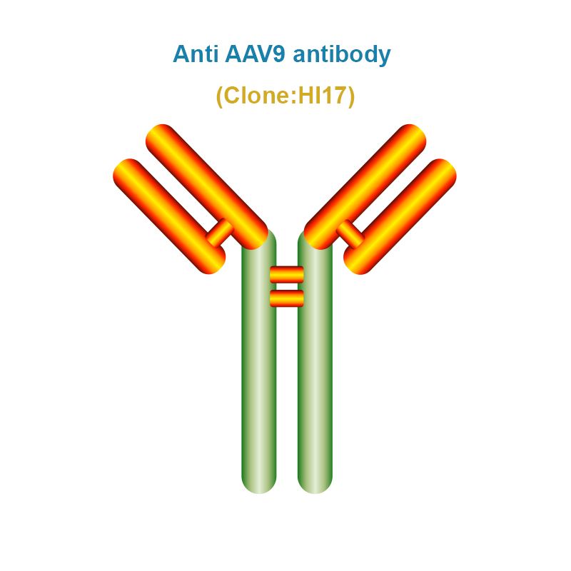 namiiiii様 Anti AAV9 antibody, Clone HI17 – Humimmu
