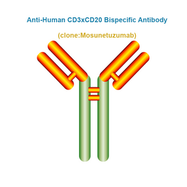 Anti-Human CD3xCD20 Bispecific Antibody, Clone: Mosunetuzumab