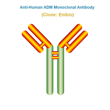 Load image into Gallery viewer, Anti-Human ADM Monoclonal Antibody