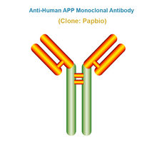 Load image into Gallery viewer, Anti-Human APP Monoclonal Antibody