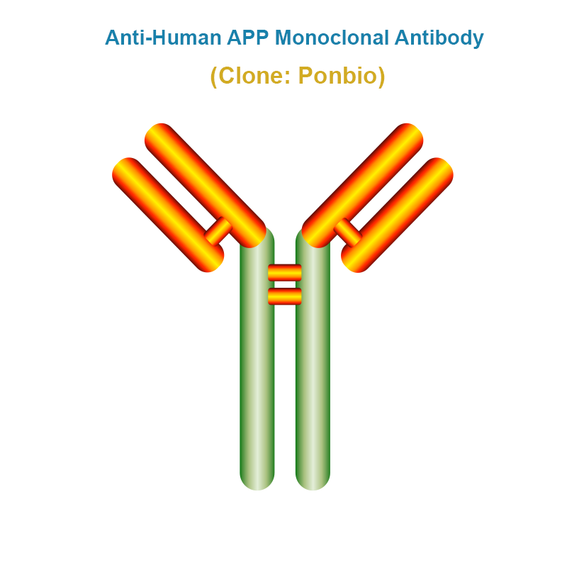 Anti-Human APP Monoclonal Antibody, Clone: Ponbio