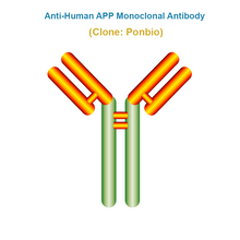 Load image into Gallery viewer, Anti-Human APP Monoclonal Antibody, Clone: Ponbio
