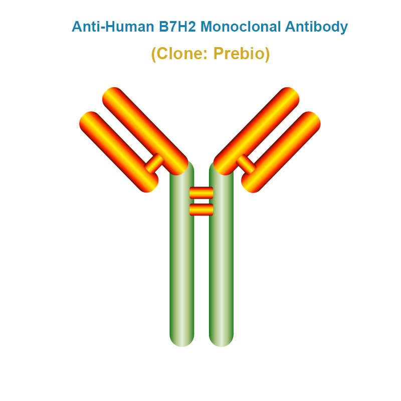 Anti-Human B7H2 Monoclonal Antibody