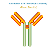 Load image into Gallery viewer, Anti-Human B7-H3 Monoclonal Antibody, Clone: Ombbio