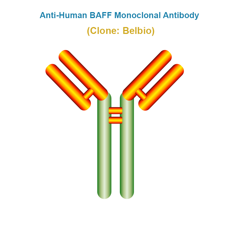Anti-Human BAFF Monoclonal Antibody