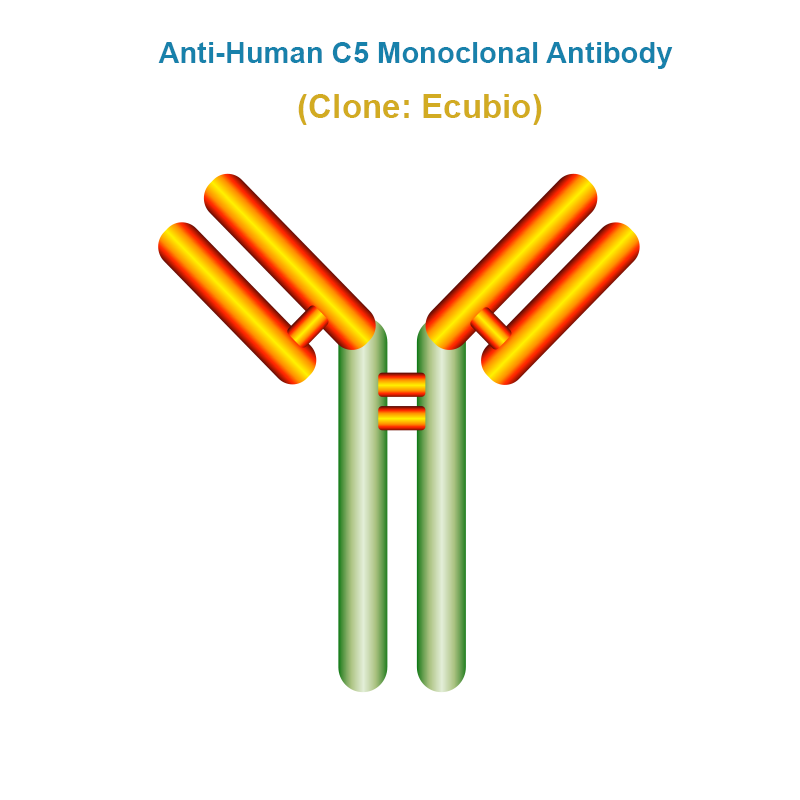 Anti-Human C5 Monoclonal Antibody