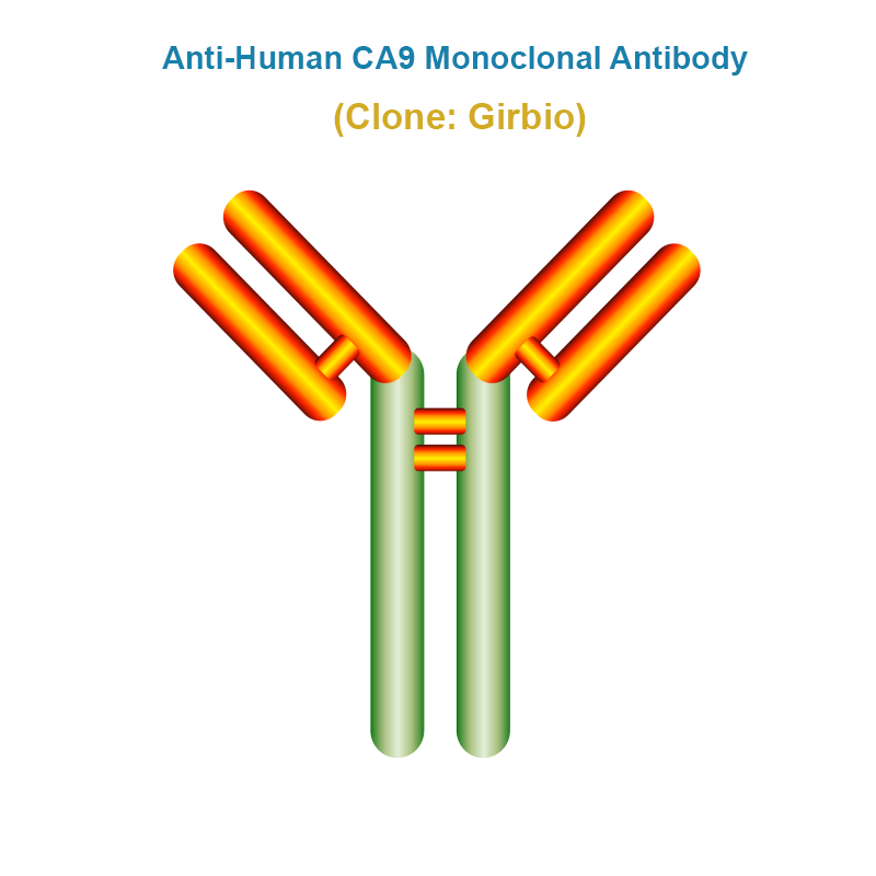 Anti-Human CA9 Monoclonal Antibody