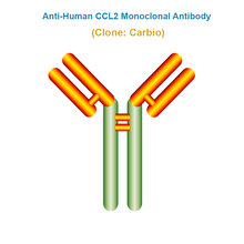 Load image into Gallery viewer, Anti-Human CCL2 Monoclonal Antibody