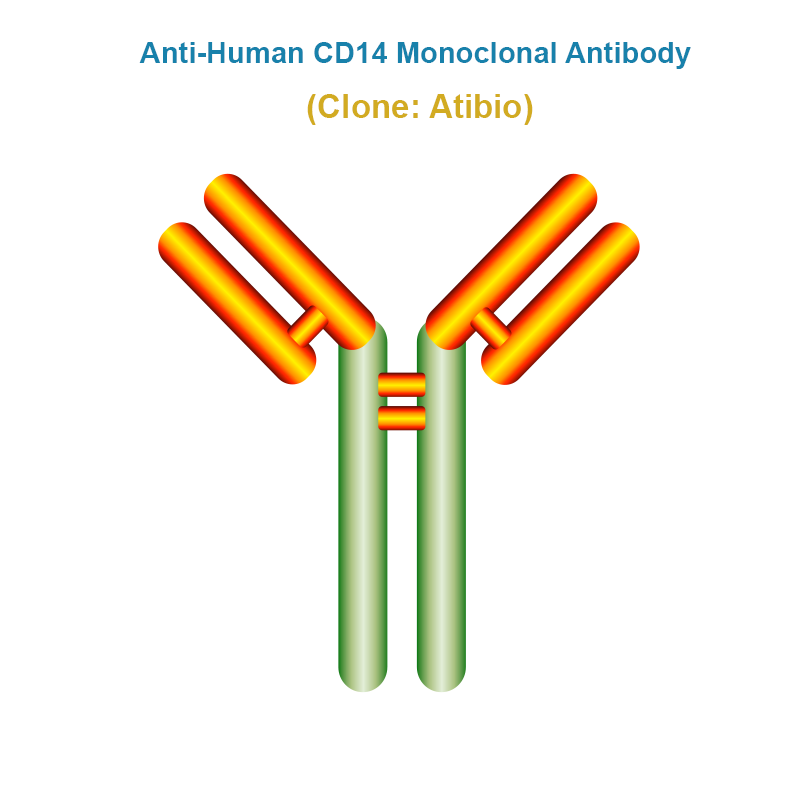 Anti-Human CD14 Monoclonal Antibody