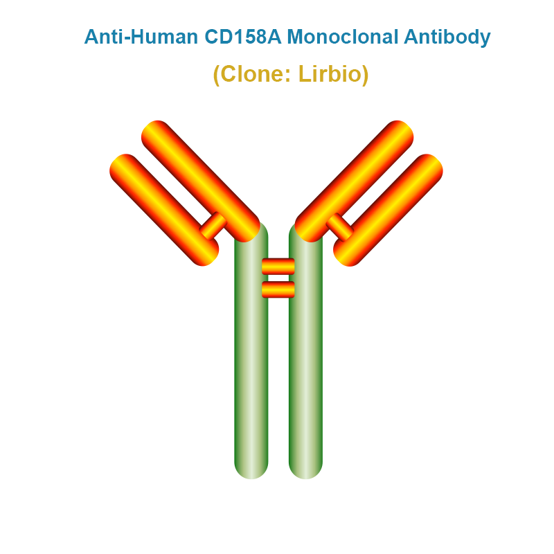 Anti-Human CD158A Monoclonal Antibody