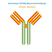 Load image into Gallery viewer, Anti-Human CD159a Monoclonal Antibody