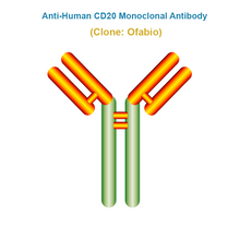 Load image into Gallery viewer, Anti-Human CD20 Monoclonal Antibody, Clone: Ofabio