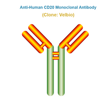 Load image into Gallery viewer, Anti-Human CD20 Monoclonal Antibody