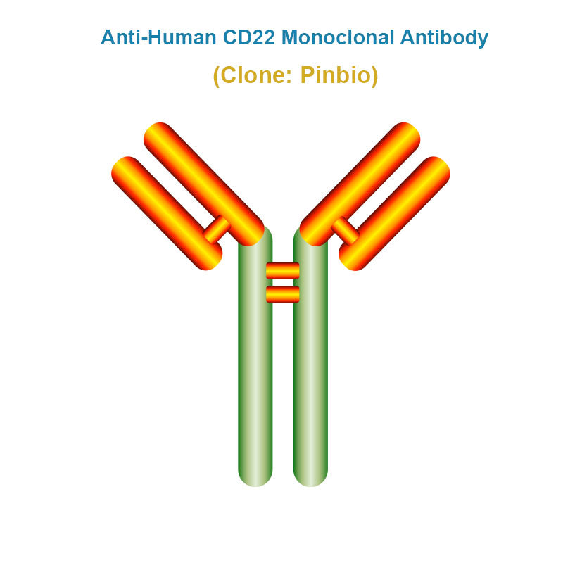 Anti-Human CD22 Monoclonal Antibody