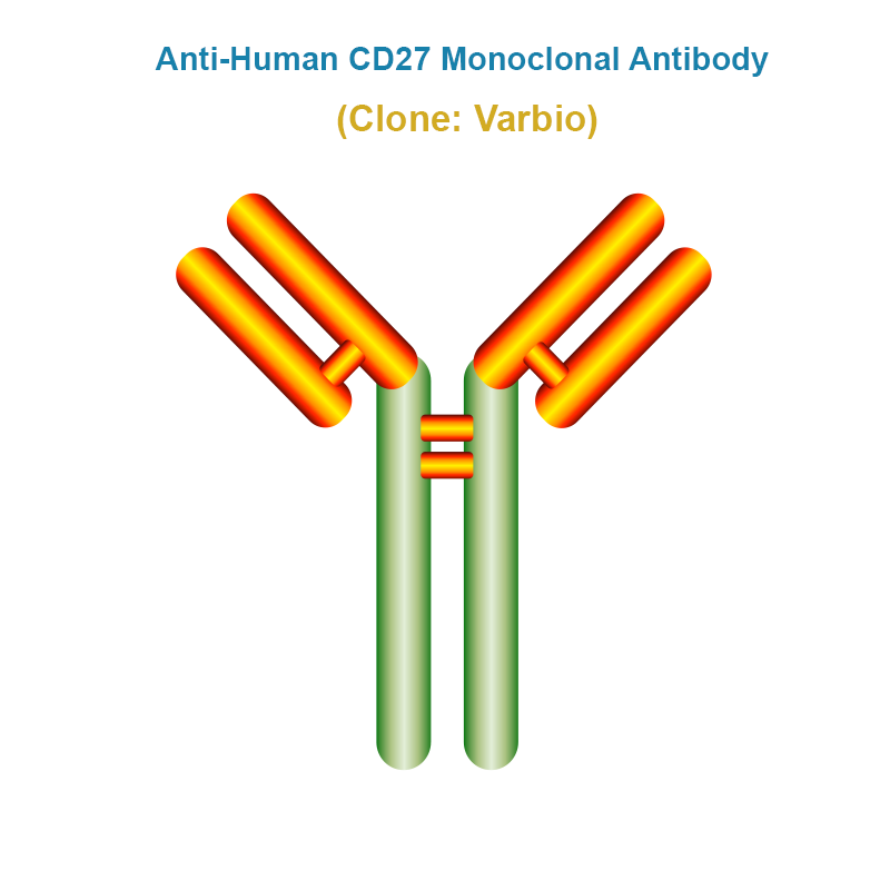 Anti-Human CD27 Monoclonal Antibody