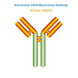 Anti-Human CD30 Monoclonal Antibody