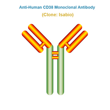 Load image into Gallery viewer, Anti-Human CD38 Monoclonal Antibody, Clone: Isabio