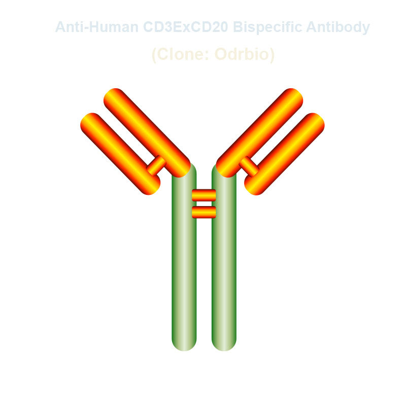 Anti-Human CD3ExCD20 Bispecific Antibody, Clone: Odrbio