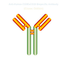 Load image into Gallery viewer, Anti-Human CD3ExCD20 Bispecific Antibody, Clone: Odrbio
