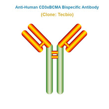 Load image into Gallery viewer, Anti-Human CD3xBCMA Bispecific Antibody
