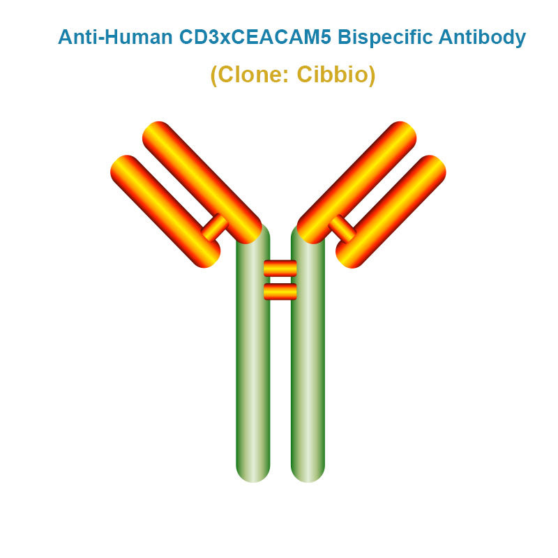 Anti-Human CD3xCEACAM5 Bispecific Antibody, Clone: Cibbio