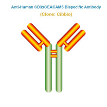 Load image into Gallery viewer, Anti-Human CD3xCEACAM5 Bispecific Antibody, Clone: Cibbio