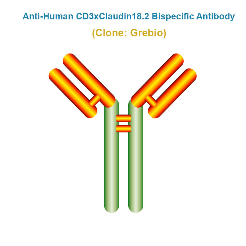 Anti-Human CD3xClaudin18.2 Bispecific Antibody, Clone: Grebio