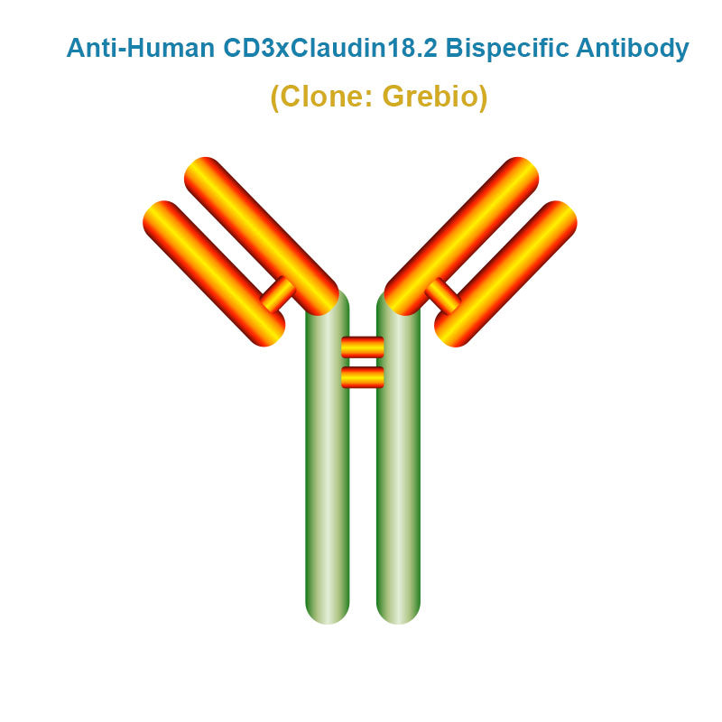 Anti-Human CD3xClaudin18.2 Bispecific Antibody