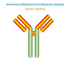 Load image into Gallery viewer, Anti-Human CD3xClaudin18.2 Bispecific Antibody, Clone: Grebio