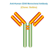 Load image into Gallery viewer, Anti-Human CD40 Monoclonal Antibody, Clone: Sotbio