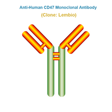 Load image into Gallery viewer, Anti-Human CD47 Monoclonal Antibody, Clone: Lembio