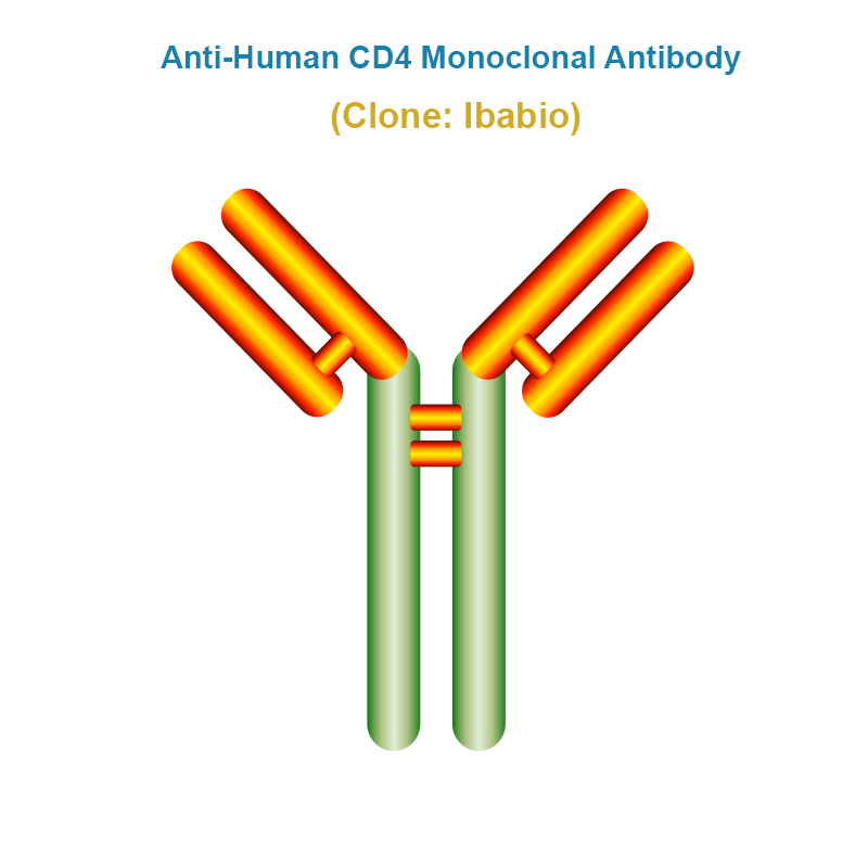 Anti-Human CD4 Monoclonal Antibody