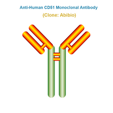 Load image into Gallery viewer, Anti-Human CD51 Monoclonal Antibody