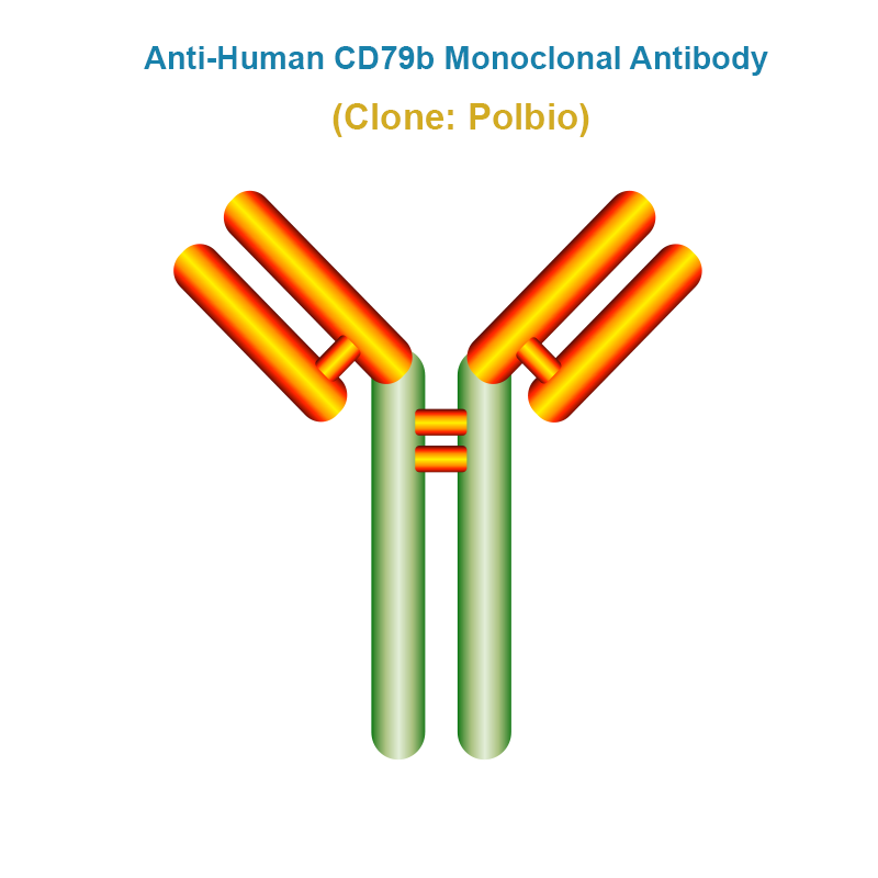 Anti-Human CD79b Monoclonal Antibody