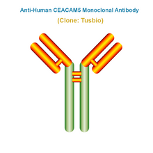 Load image into Gallery viewer, Anti-Human CEACAM5 Monoclonal Antibody