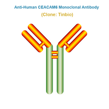 Load image into Gallery viewer, Anti-Human CEACAM6 Monoclonal Antibody