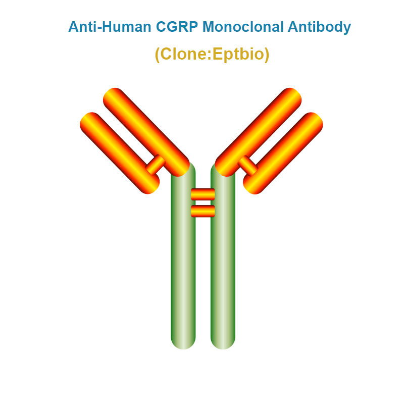 Anti-Human CGRP Monoclonal Antibody, Clone: Eptbio