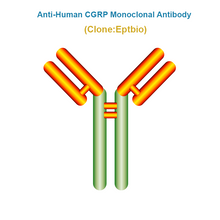 Load image into Gallery viewer, Anti-Human CGRP Monoclonal Antibody, Clone: Eptbio