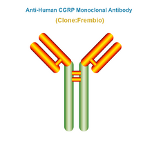 Load image into Gallery viewer, Anti-Human CGRP Monoclonal Antibody